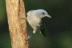 Mexican Jay